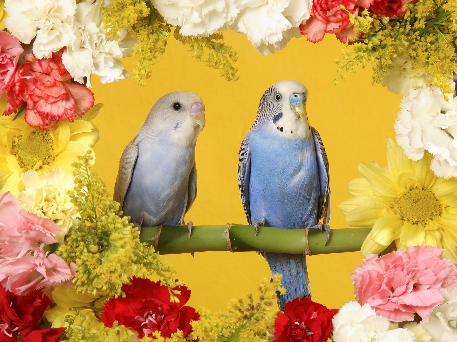 Budgerigars Wallpaper featuring two colorful pet birds perched among bright flowers