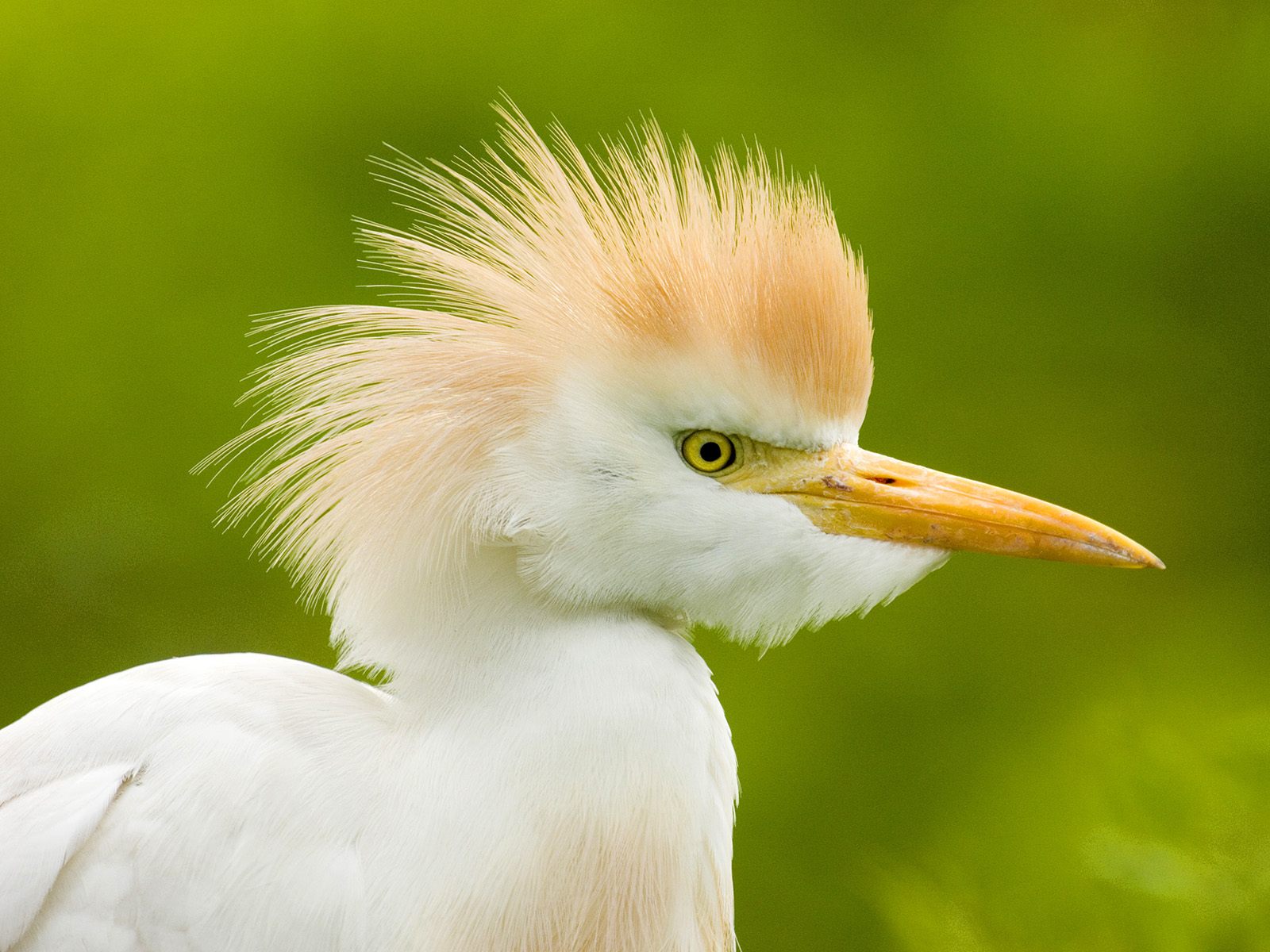 Cattle Egret Wallpaper showing a white egret with golden breeding feathers against a green background