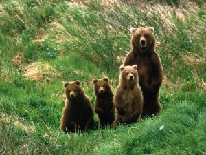 Mother Brown Bear and her cubs Wallpaper
