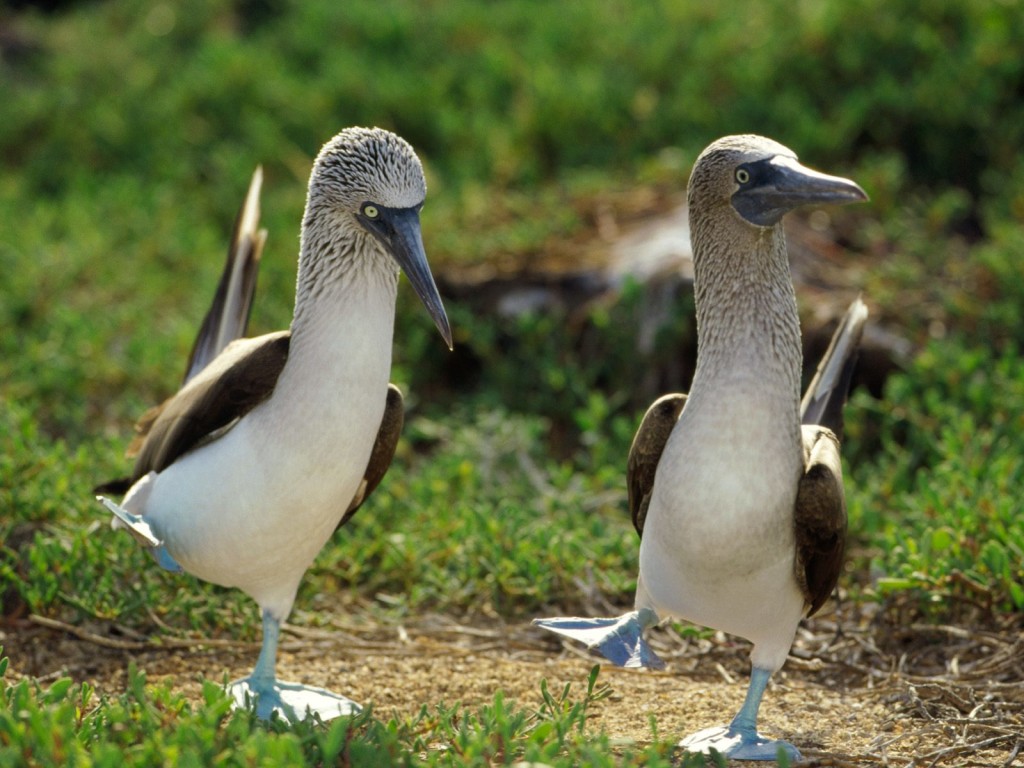 Blue Footed Boobies courtship dance Galápagos wallpaper