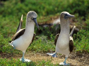 Blue Footed Boobies courtship dance Galápagos wallpaper