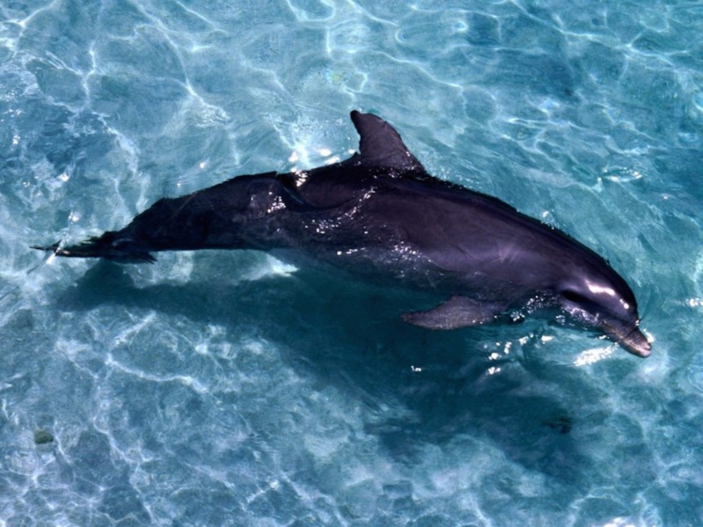 Dolphin Swimming Wallpaper