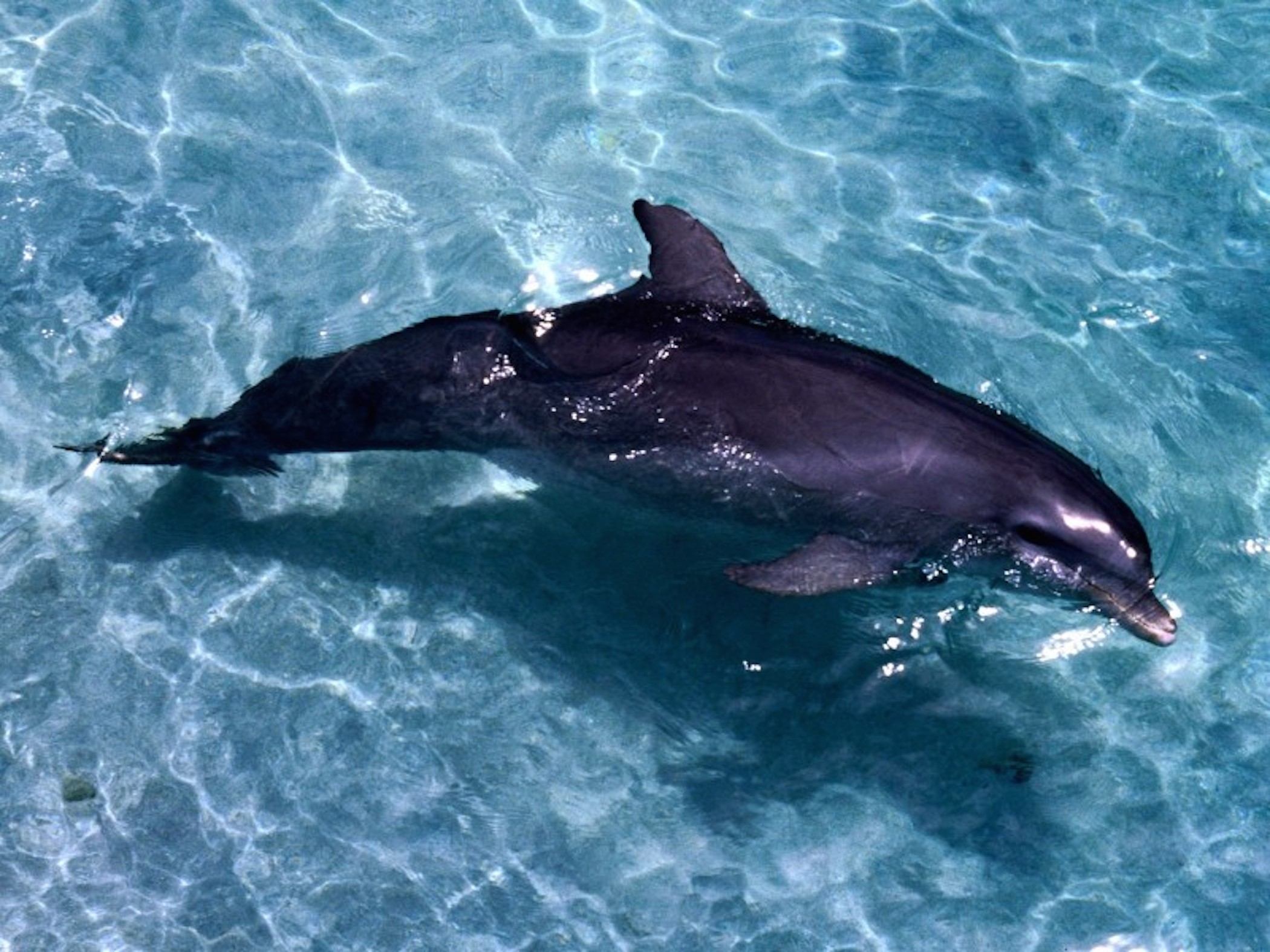 Dolphin Swimming Wallpaper