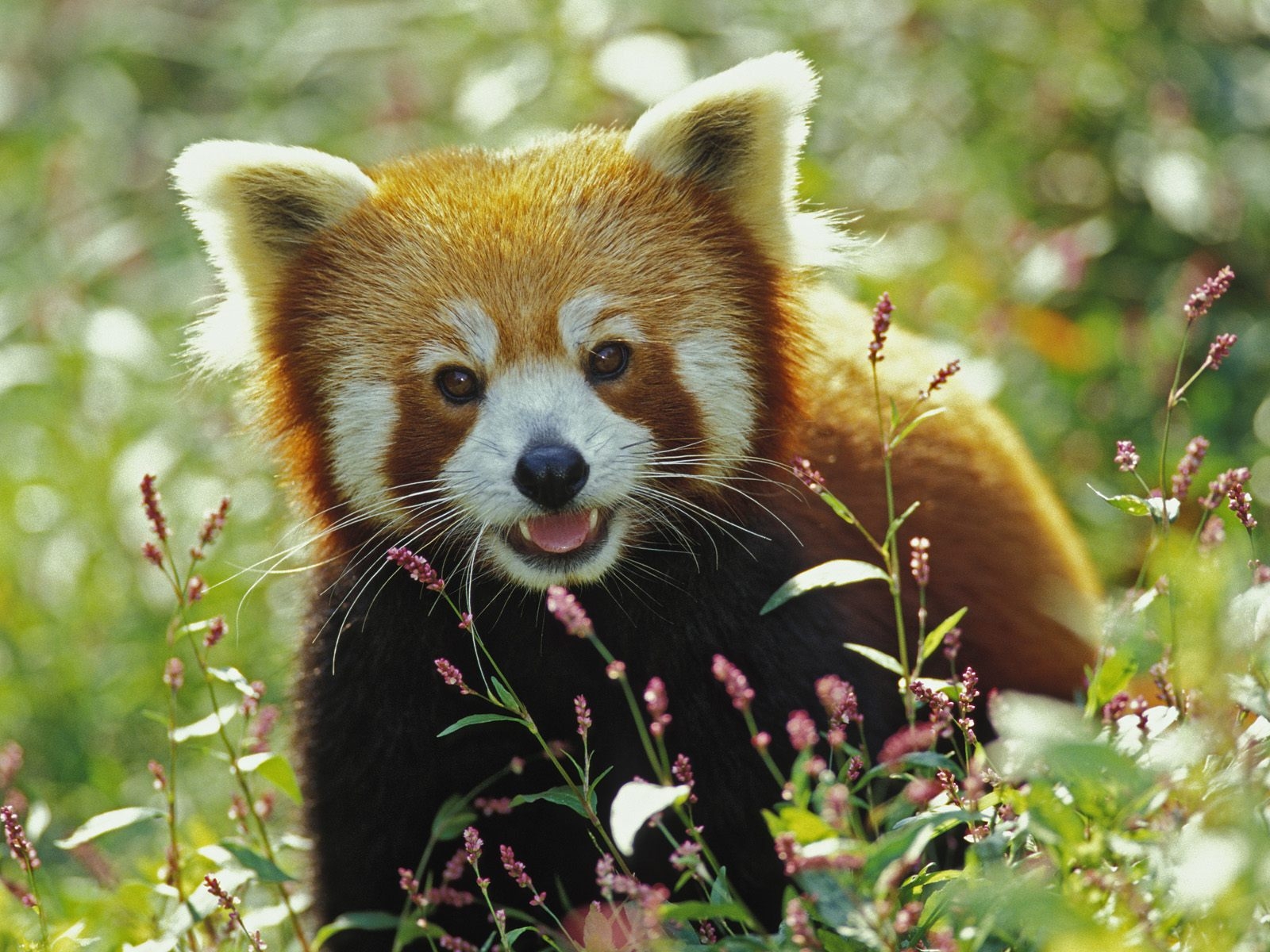 Wallpaper of a Red Panda, nicknamed Firefox, Close-Up in Wildflowers.