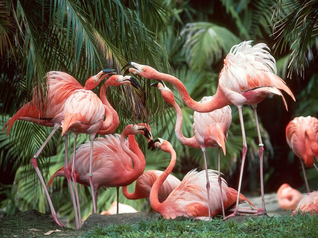 Pink Flamingo flock preening tropical palms wallpaper