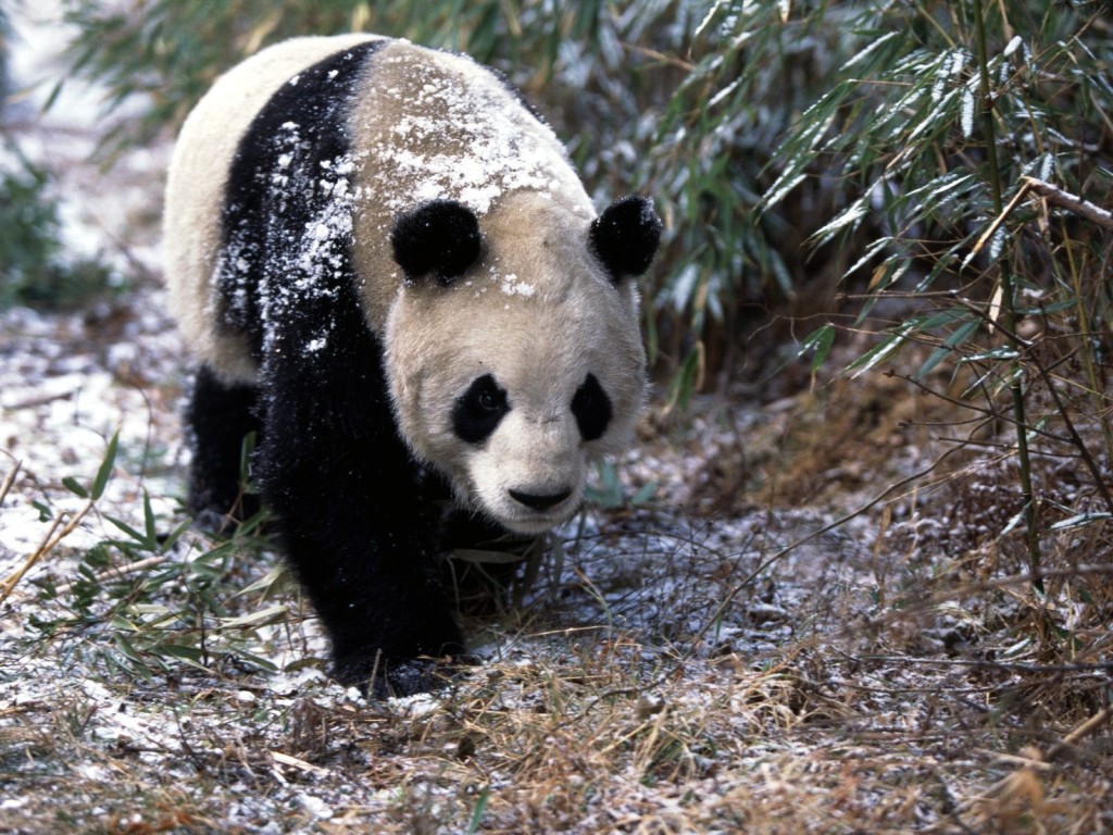 Giant Panda In Winter Wallpaper shows a snow-dusted giant panda in winter.