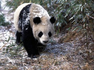 Giant Panda In Winter Wallpaper shows a snow-dusted giant panda in winter.
