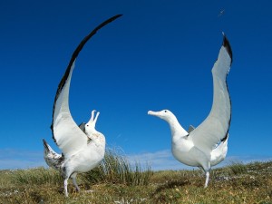 Gibson's Wandering Albatross Wallpaper pictures New Zealand seabirds engaging in courtship behavior.