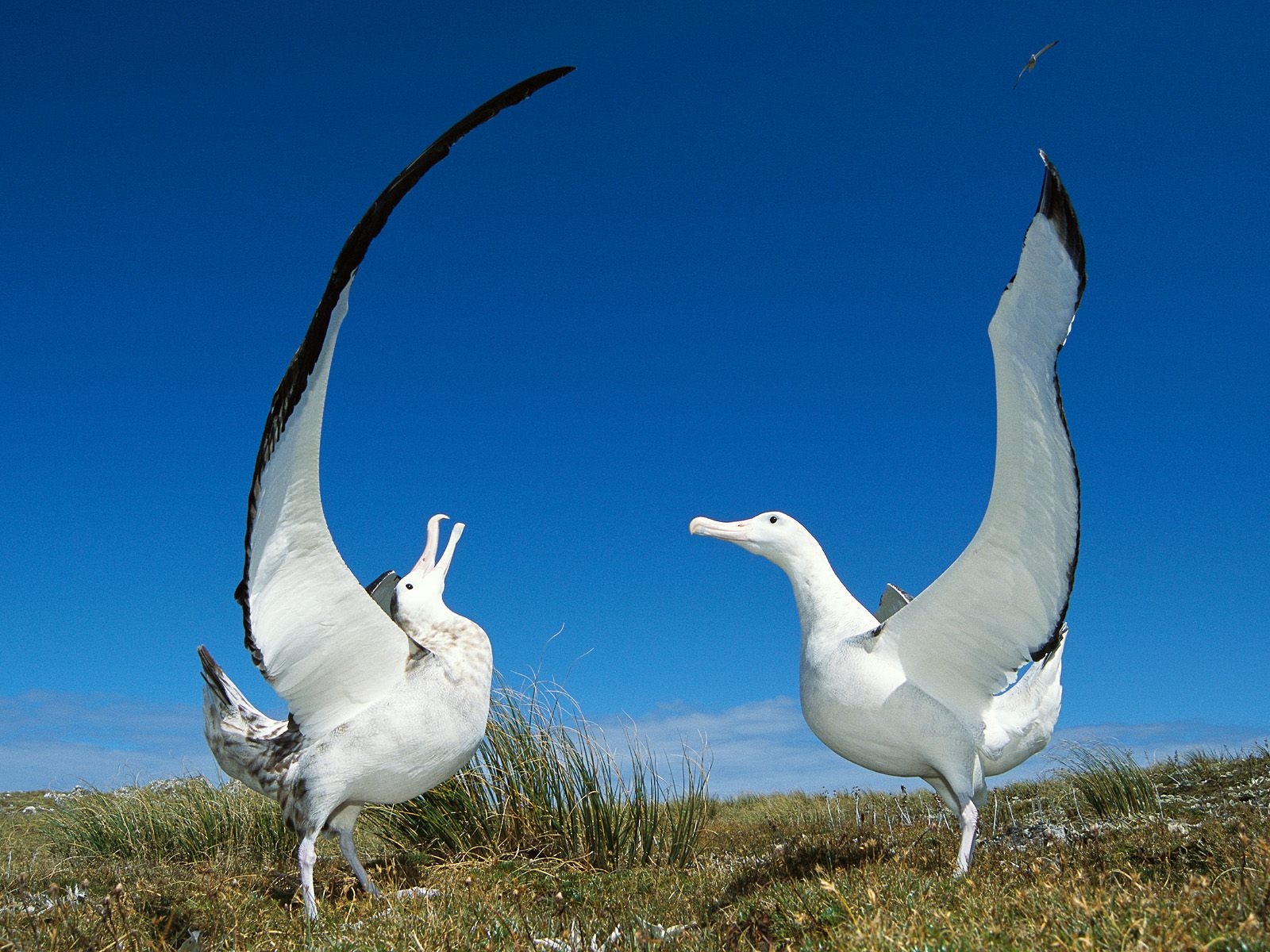 Gibson's Wandering Albatross Wallpaper pictures New Zealand seabirds engaging in courtship behavior.
