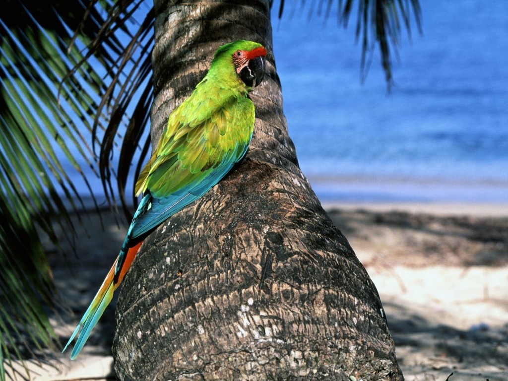 Great green macaw resting on a tropical palm tree