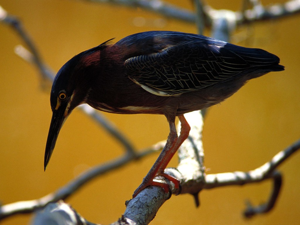 Green heron perched in Everglades National Park Florida image