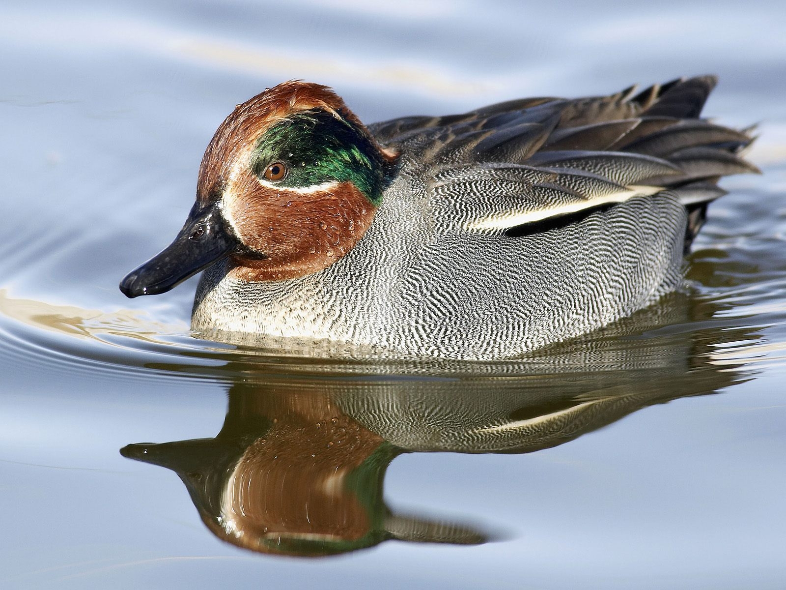 Green Winged Teal wallpaper — male duck with chestnut head and green eye patch floating on calm water with reflection