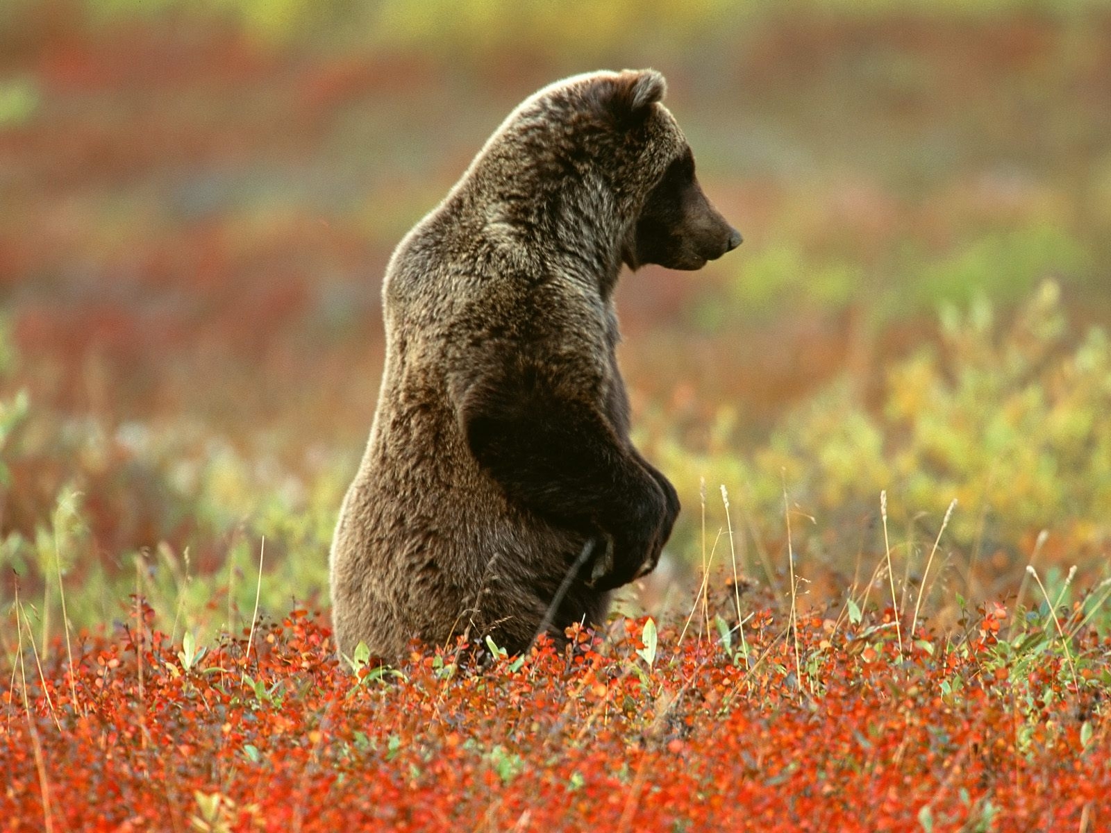 Grizzly Bear Wallpaper, Denali National Park, Alaska