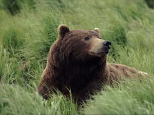 A relaxed grizzly bear rests in tall summer grass near Alaska's famous McNeil River.