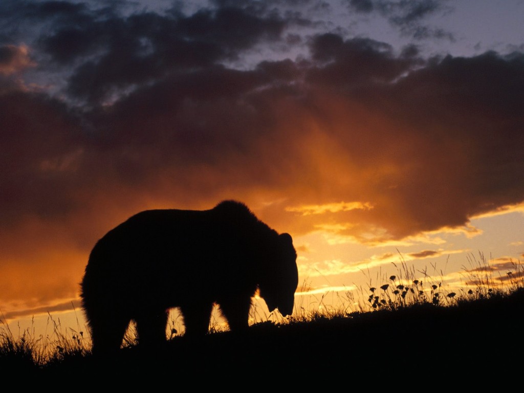 Wallpaper of a grizzly bear silhouetted against a blazing Rocky Mountain sunset.