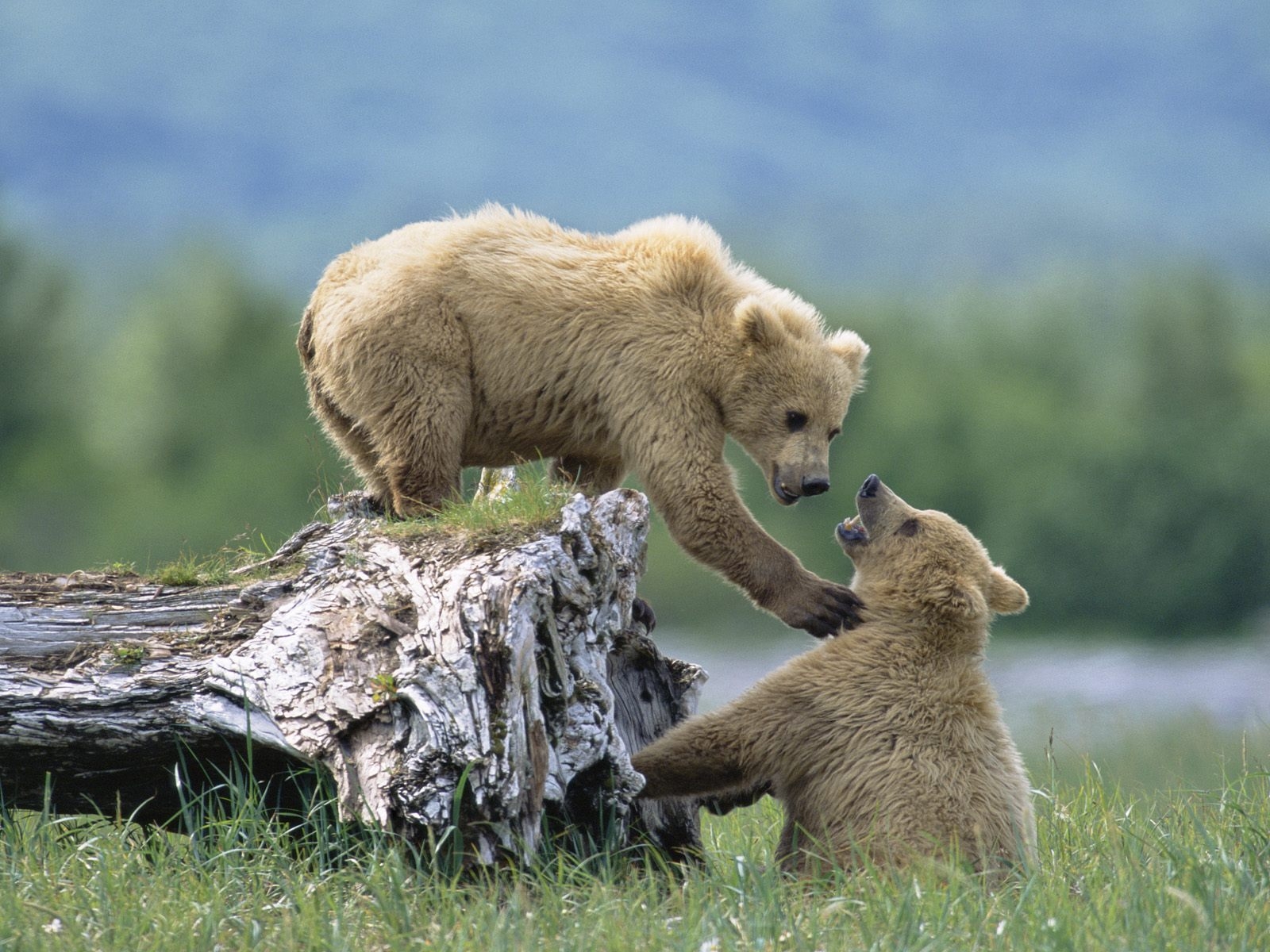 Grizzly Bear Cubs Playing at Katmai National Park in Alaska.