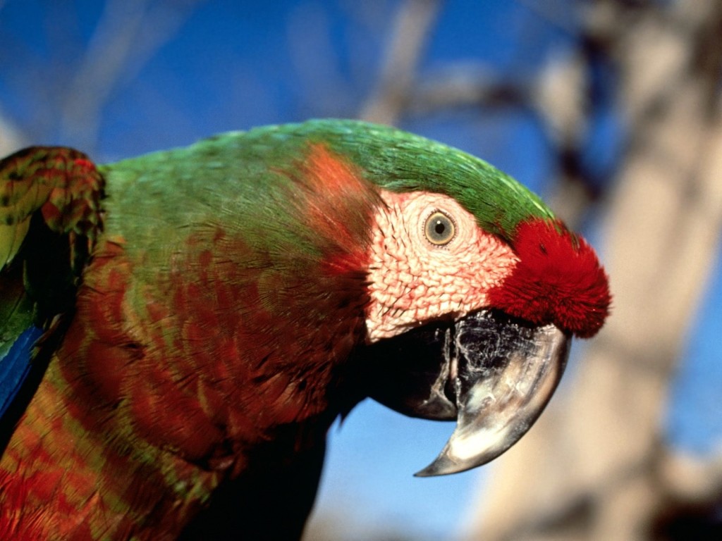Colorful hybrid macaw wallpaper close-up portrait