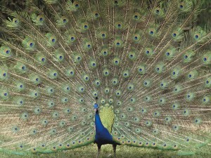 Indian Peafowl full tail fan display Saitama Japan wallpaper