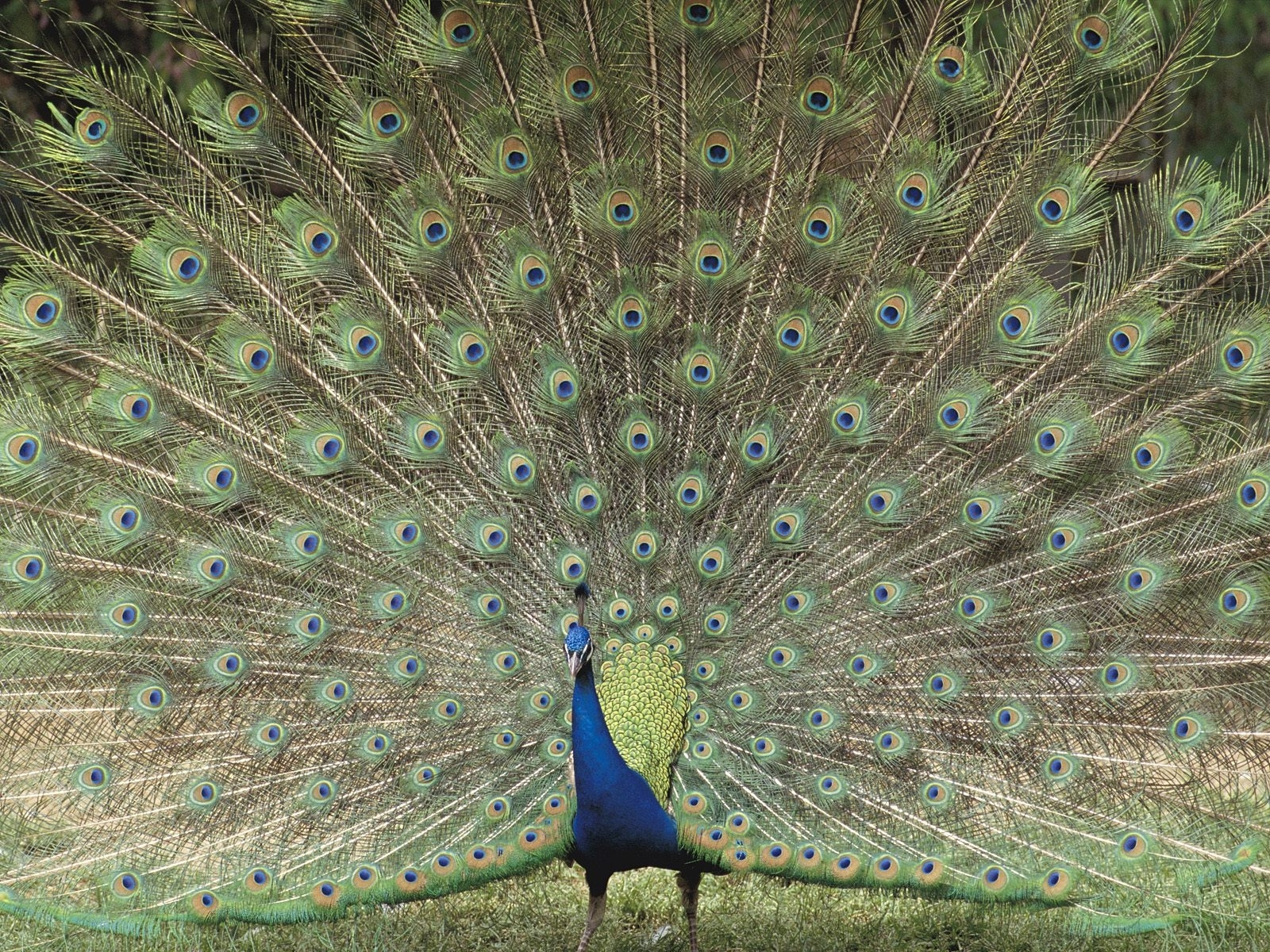 Indian Peafowl full tail fan display Saitama Japan wallpaper