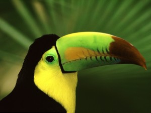 Keel Billed Toucan vivid rainbow bill close up wallpaper