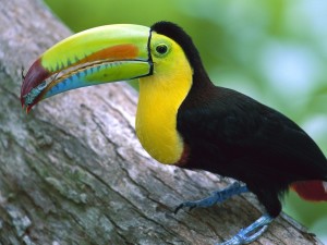 Keel billed toucan wallpaper with colorful rainbow beak