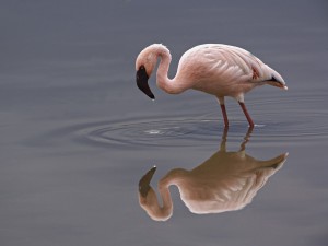 Lesser Flamingo Kenya wallpaper — lone bird wading at Lake Nakuru with perfect water reflection