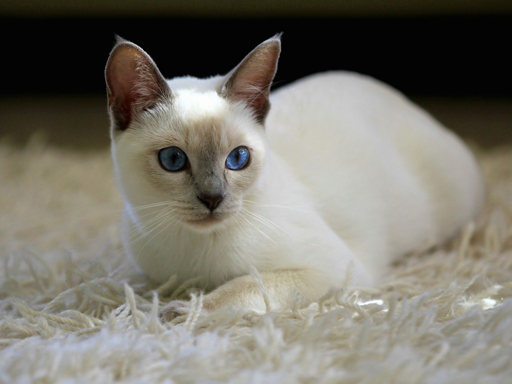 Lilac Point Siamese Kitten Wallpaper