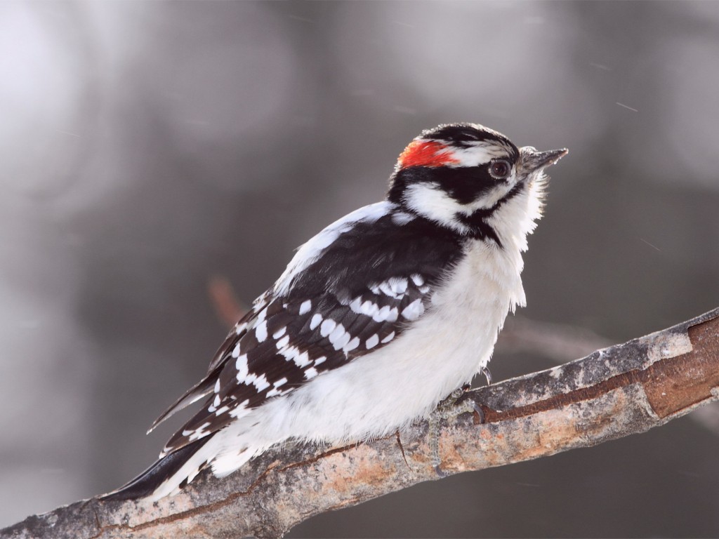 Male downy woodpecker with red crown perched on branch wallpaper