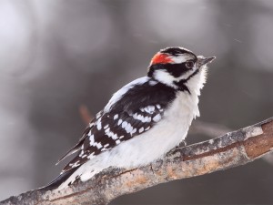 Male downy woodpecker with red crown perched on branch wallpaper