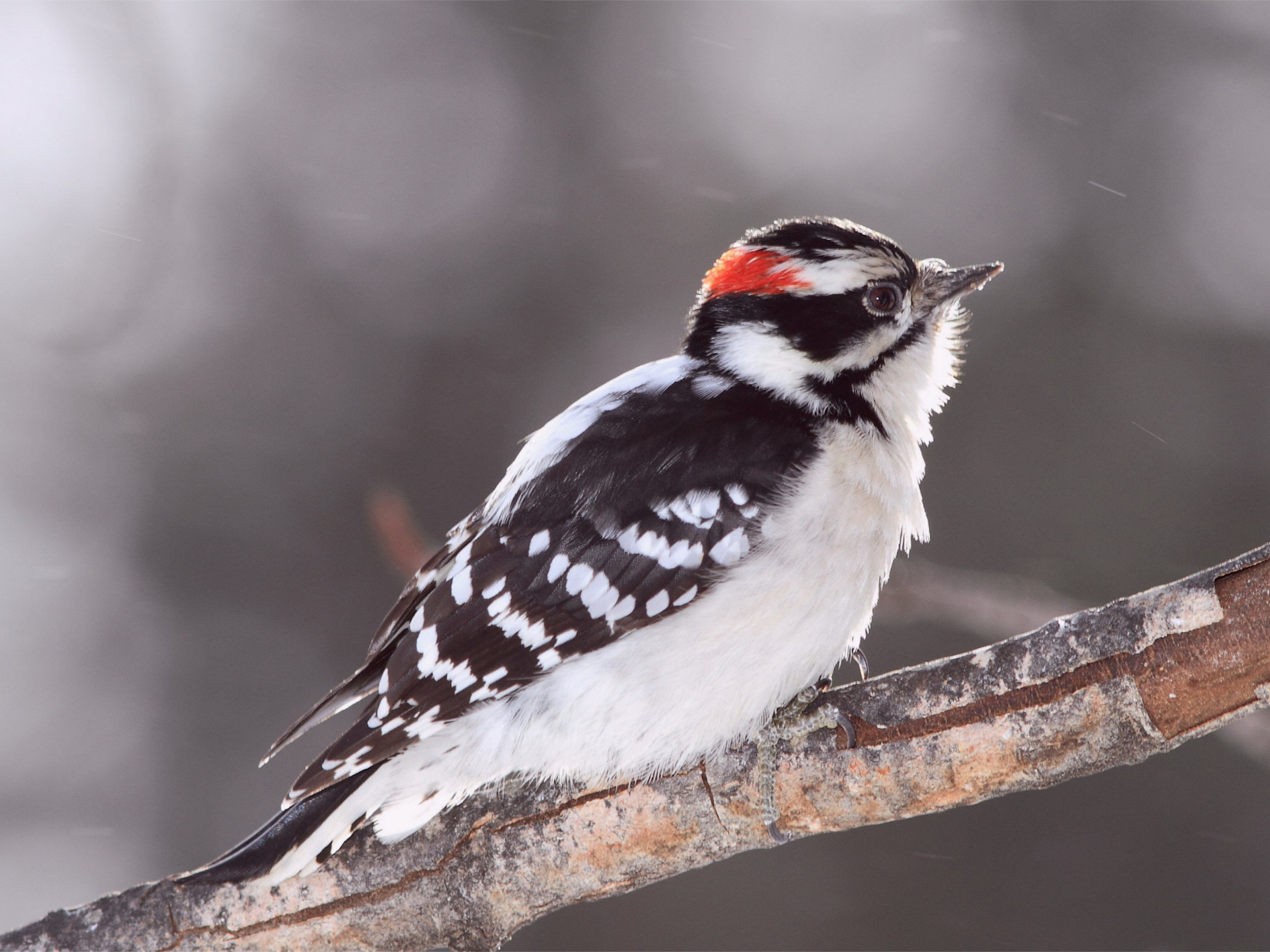 Male downy woodpecker with red crown perched on branch wallpaper