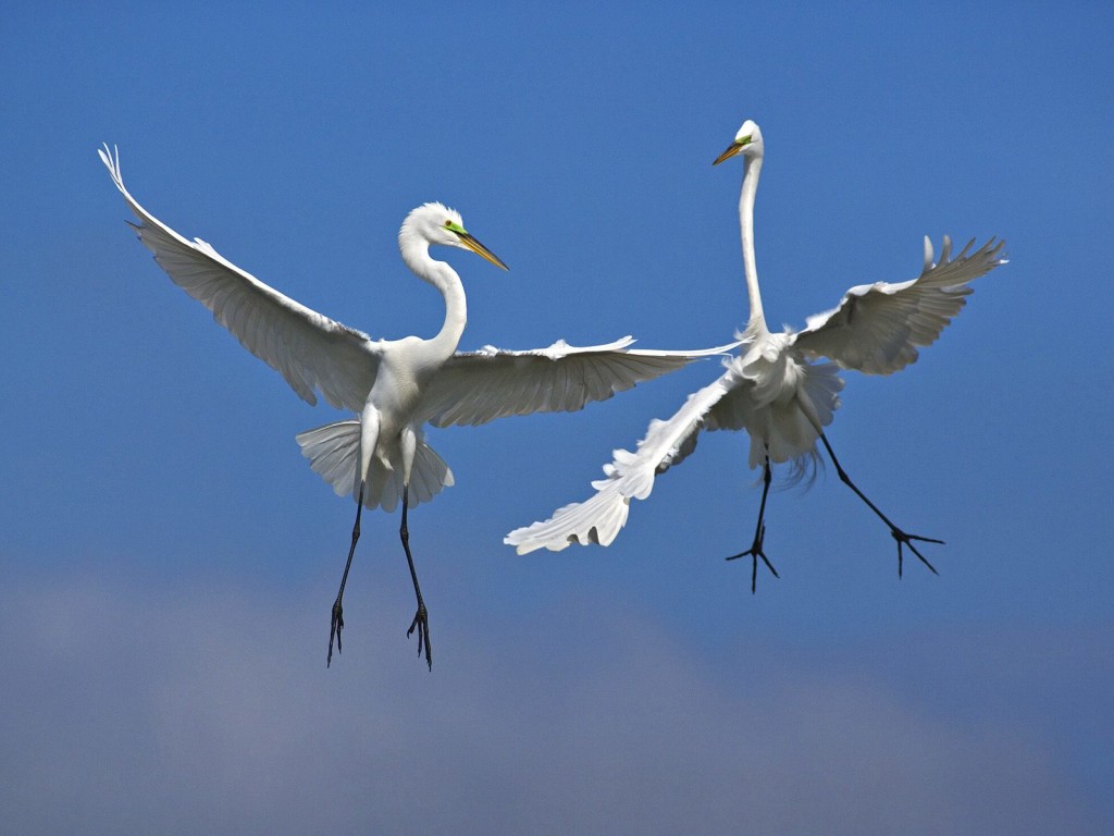 Male Great Egrets fighting in flight over Venice Florida