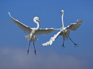 Male Great Egrets fighting in flight over Venice Florida