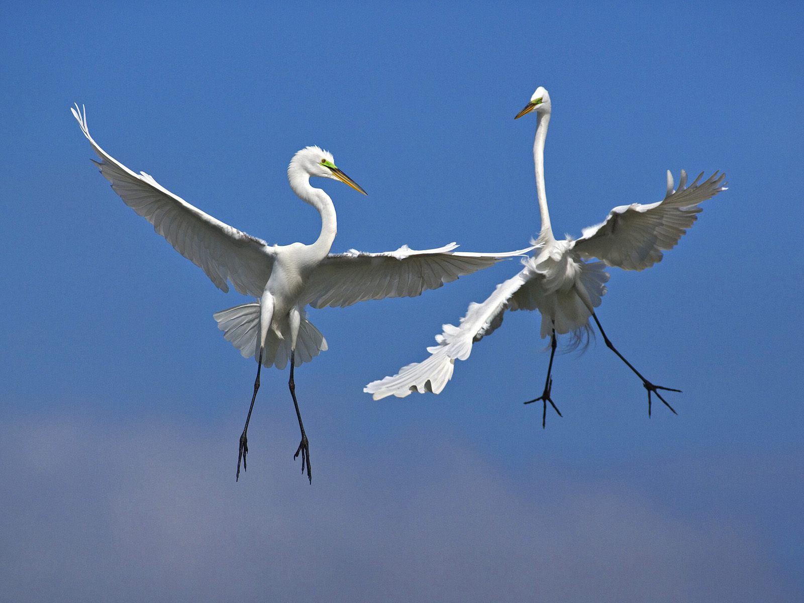 Male Great Egrets fighting in flight over Venice Florida