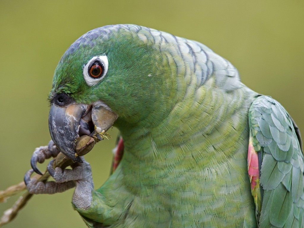 Mealy Parrot Wallpaper showing a green Amazon parrot eating while perched in a tropical rainforest setting