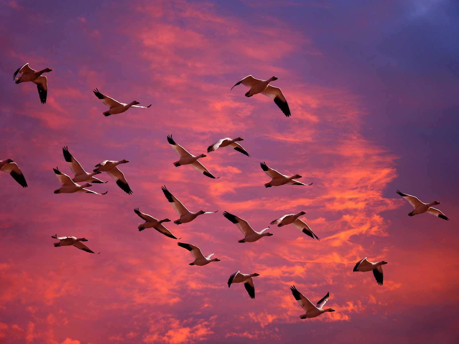 Migrating snow geese wallpaper flying during sunset