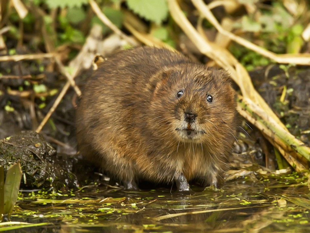 Muskrat Animal Wallpaper (Mammal)