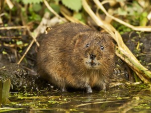 Muskrat Animal Wallpaper (Mammal)