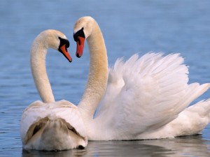 Mute Swans Wallpaper showing two elegant white swans together on calm blue water
