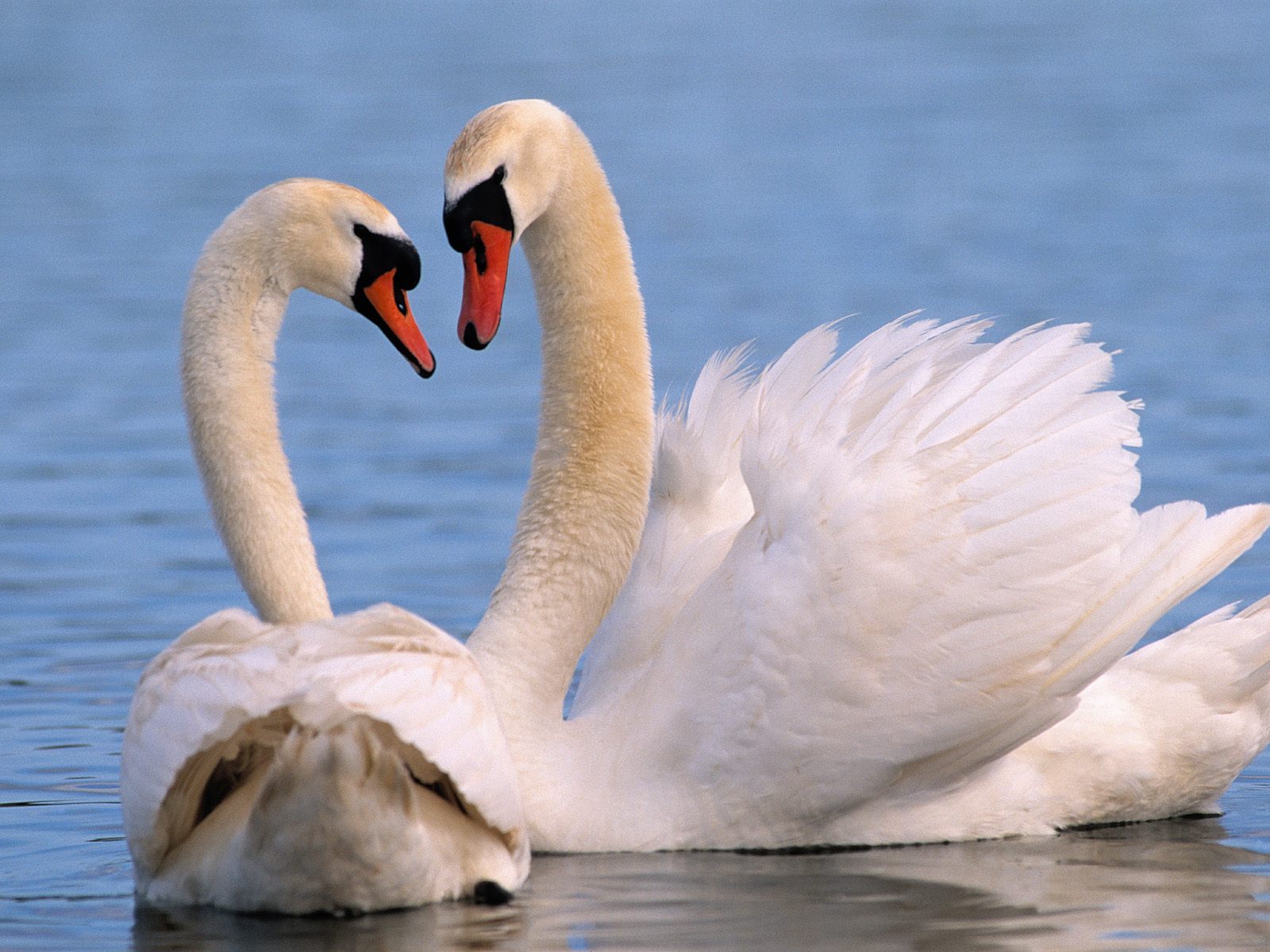 Mute Swans Wallpaper showing two elegant white swans together on calm blue water