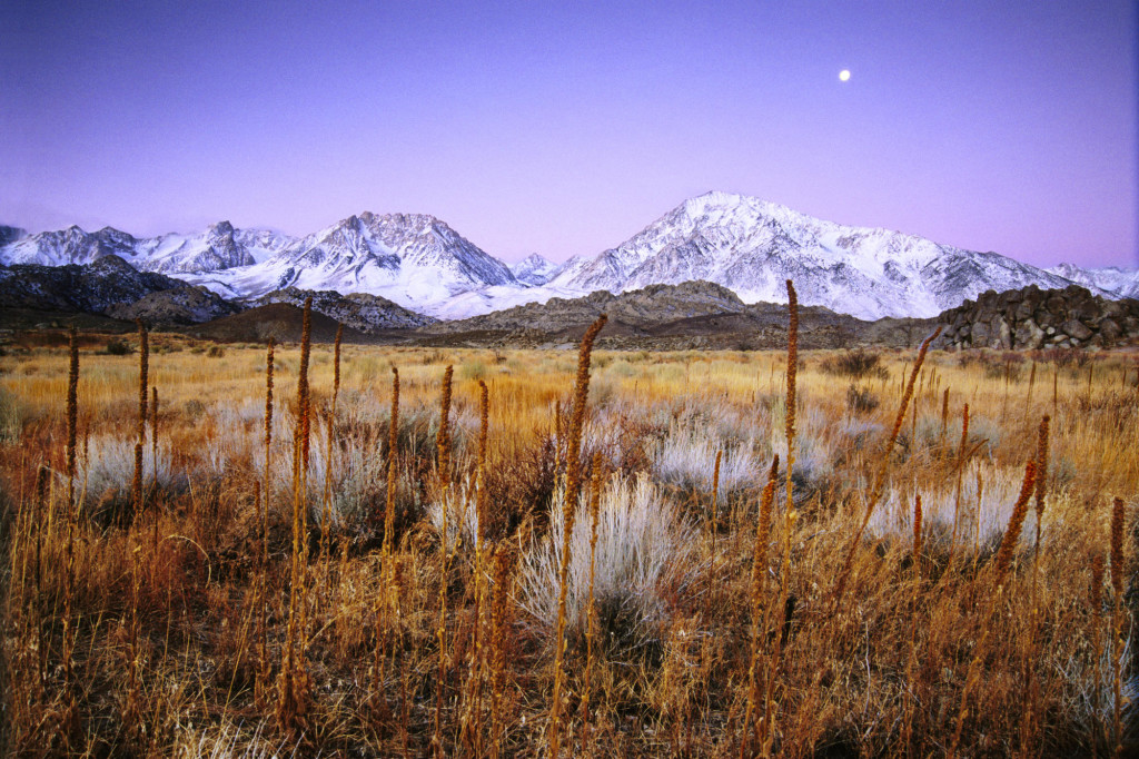 Landscape Of Meadow Below Snowy Peaks, Bishop, California