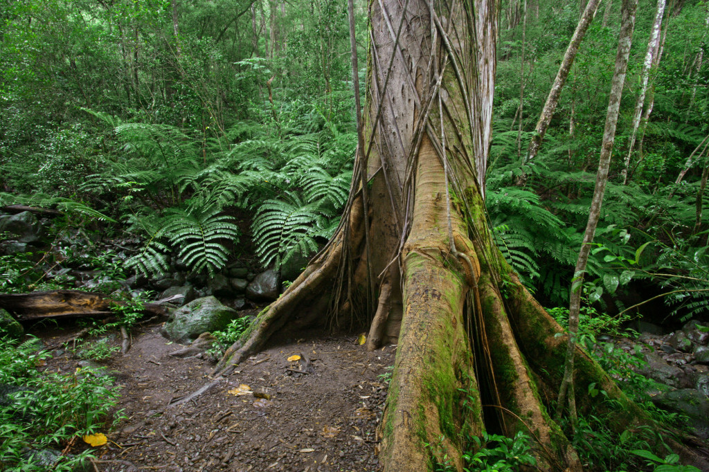 Nature 92.jpg