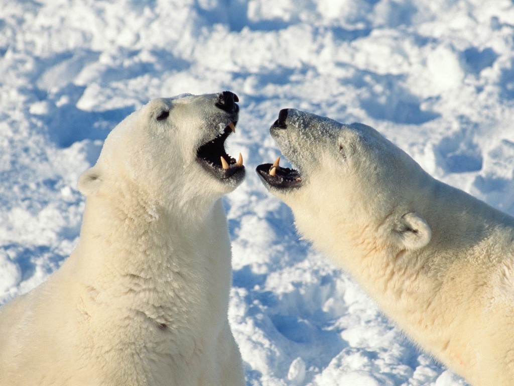 Polar Bears Sparring Wallpaper, Churchill, Manitoba, Canada