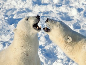 Polar Bears Sparring Wallpaper, Churchill, Manitoba, Canada