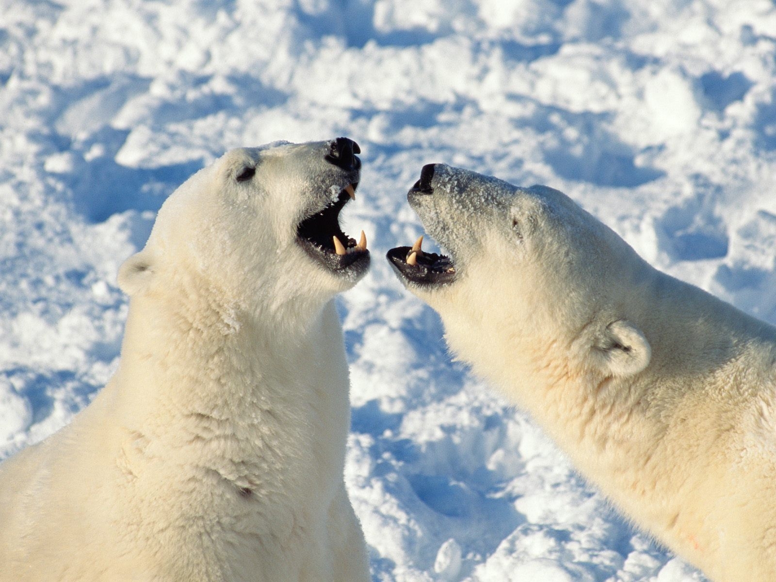 Polar Bears Sparring Wallpaper, Churchill, Manitoba, Canada