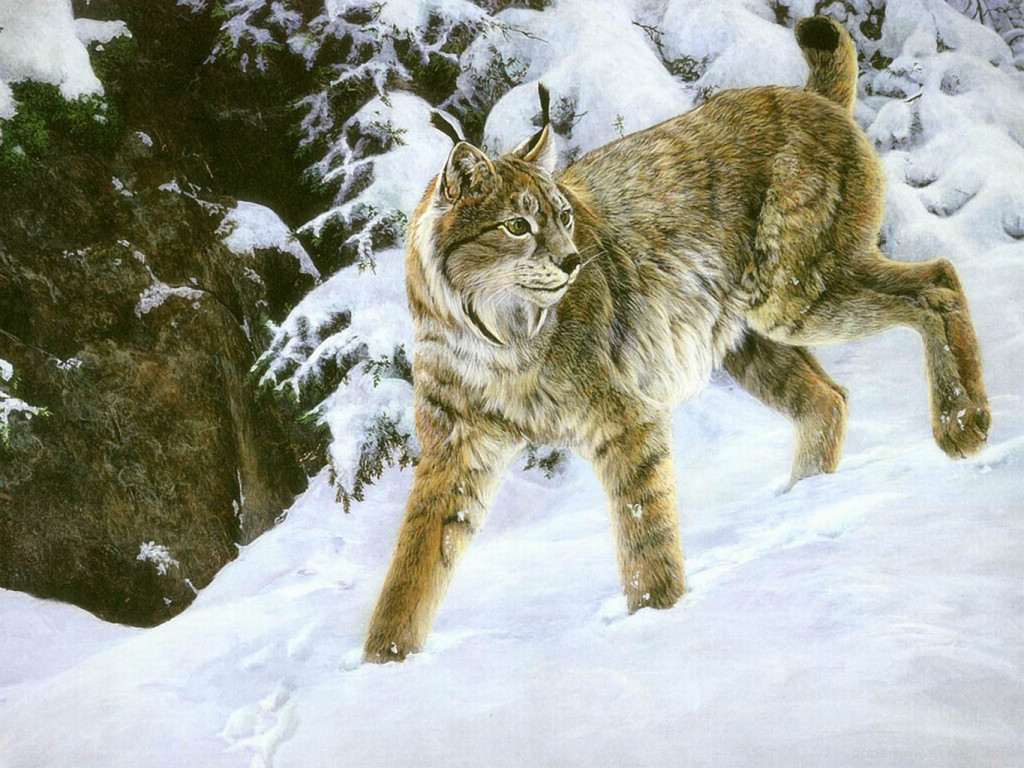 lynx in snow painting wallpaper — lynx with tufted ears walking through deep snow among pine trees in winter