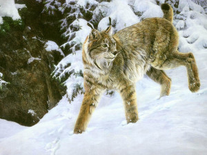 lynx in snow painting wallpaper — lynx with tufted ears walking through deep snow among pine trees in winter