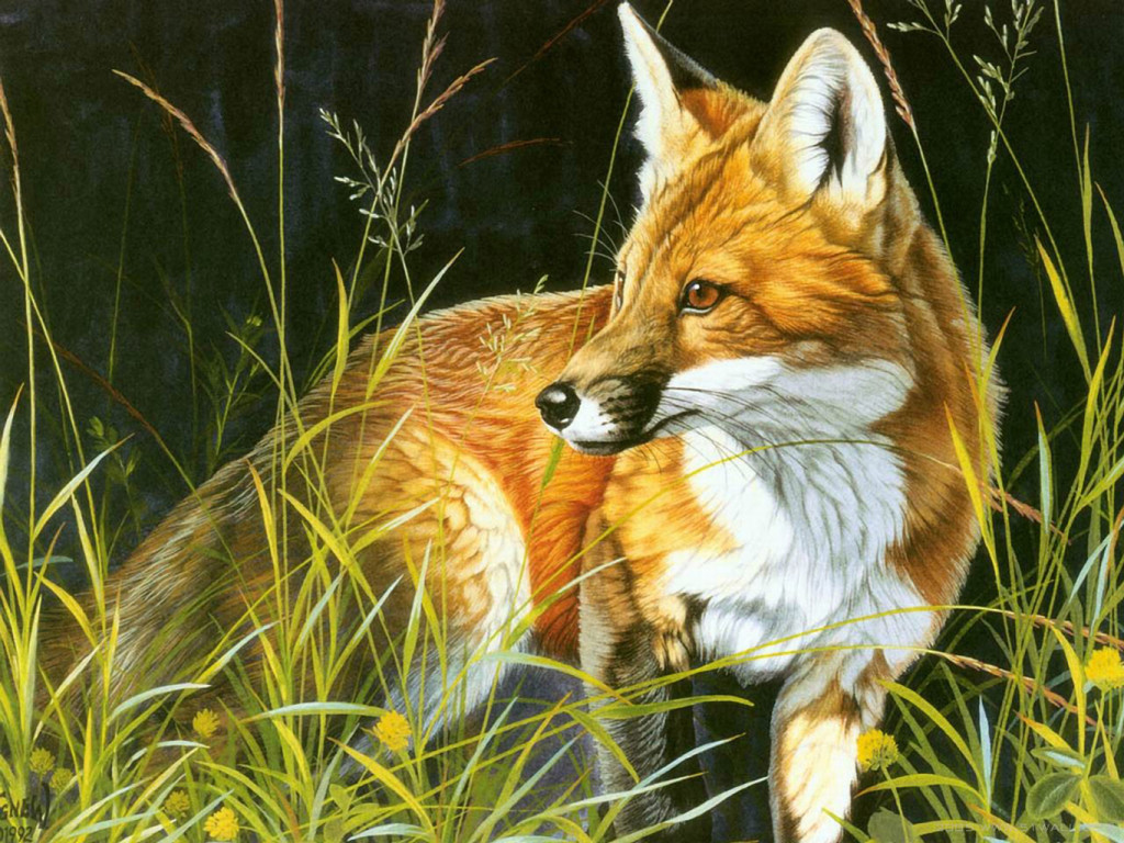 Red fox painting wallpaper — signed realistic oil painting of a red fox resting among summer grasses and yellow wildflowers