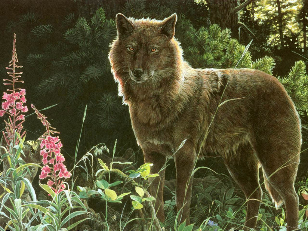 gray wolf forest painting wallpaper — gray wolf standing alert in forest clearing with pink fireweed wildflowers and pine trees