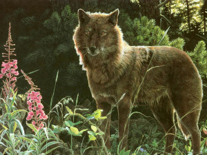 gray wolf forest painting wallpaper — gray wolf standing alert in forest clearing with pink fireweed wildflowers and pine trees