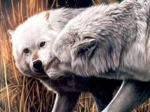 Arctic wolves painting wallpaper — two white Arctic wolves nuzzling together against warm golden brown grass background